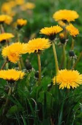 FLOWERS HAVE SPROUTED!