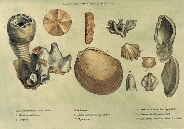 Flora y Fauna desconocidas