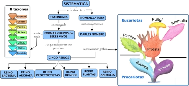 C. von Linné  (1707-1778)