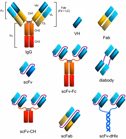 Anticuerpos recombinantes.