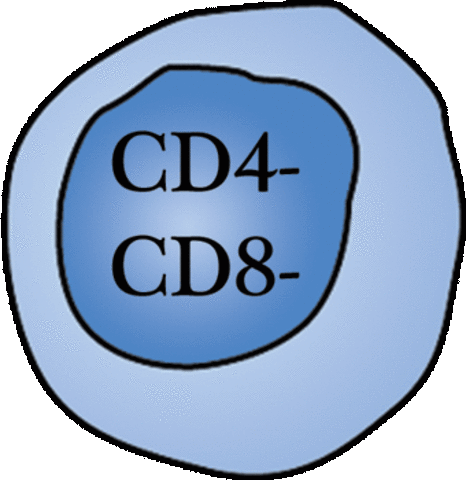Timocitos DN identificados como progenitores de células T.