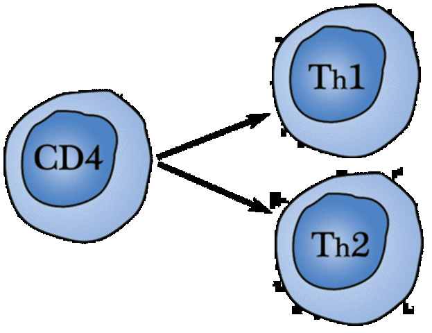Th1 y Th2 de células T.