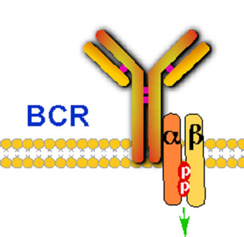 Igα e Igβ de BCR.