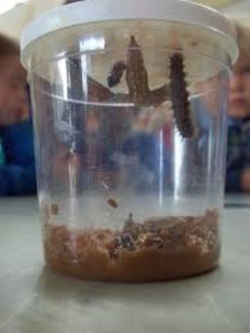 Our Catepillars Arrived