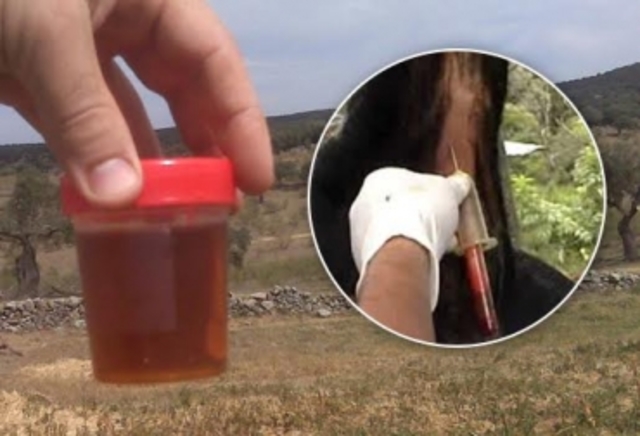 Fray Miguel Antonio Agusti