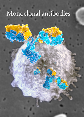 Anticuerpos monoclonales