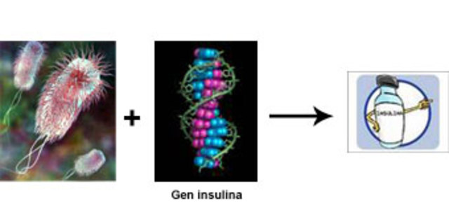 Insulina humana recombinante