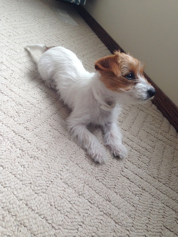 Getting my dog Daisy