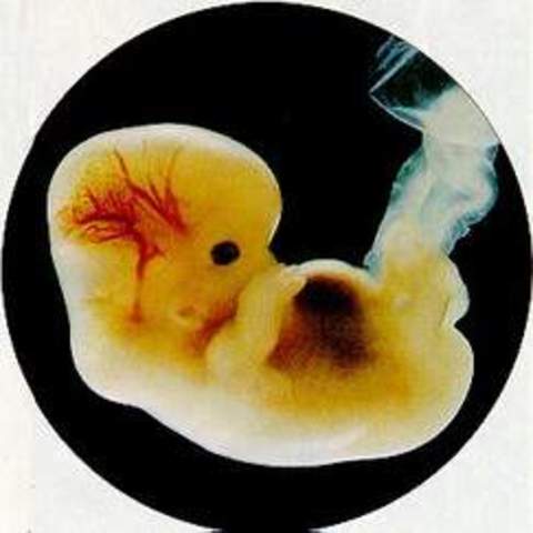 etapa prenatal