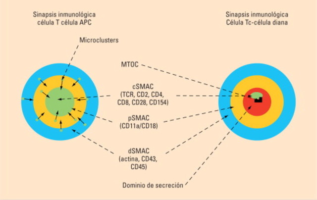 Sinapsis Inmunologíca.