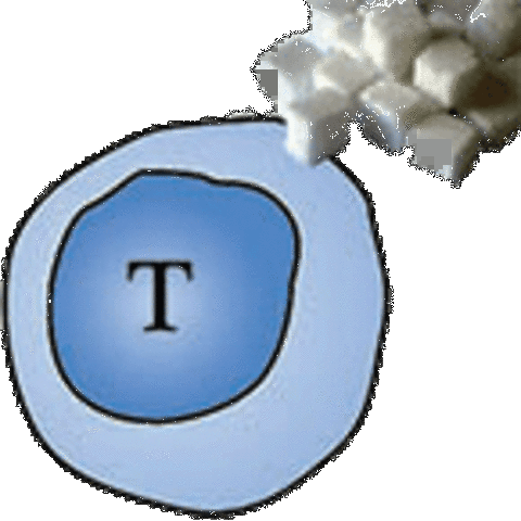 Rápida expansión del campo del inmunometabolismo.