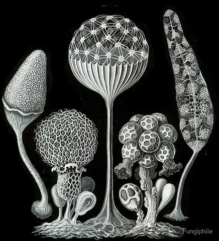 Ernst Haeckel