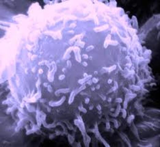 Roles de los linfocitos innatos en la mucosa identificados.