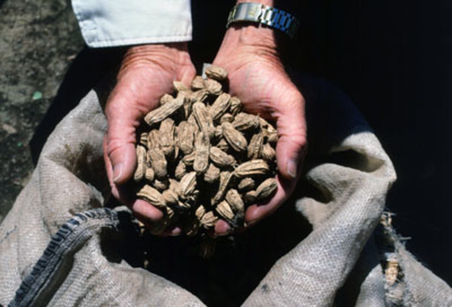 Alternativas a las alergias.