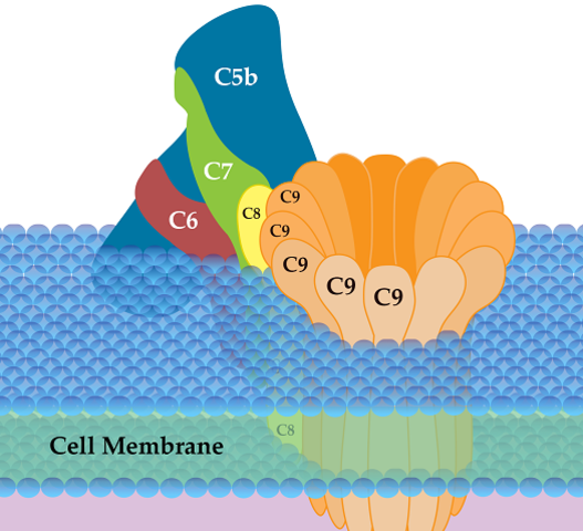 Sistema de complemento y sinapsis.