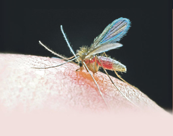 G. Soares de Sousa (1578)