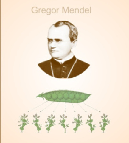 Meldel anuncia las leyes de la herencia