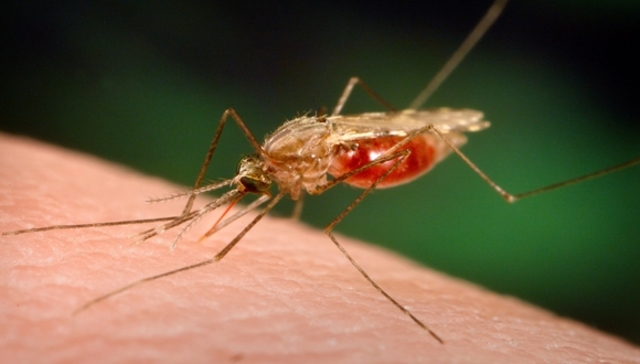 Descubrimiento del ciclo de vida del parásito de la Malaria