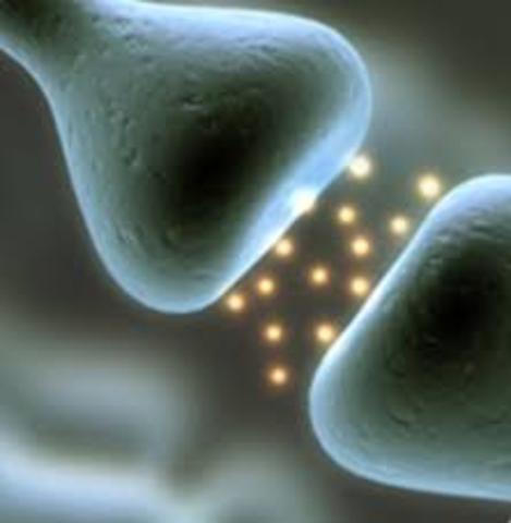 Demostración de la neurotransmisión