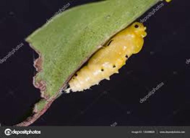 χρυσαλλίδα