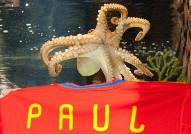 Brother Paul died octopus