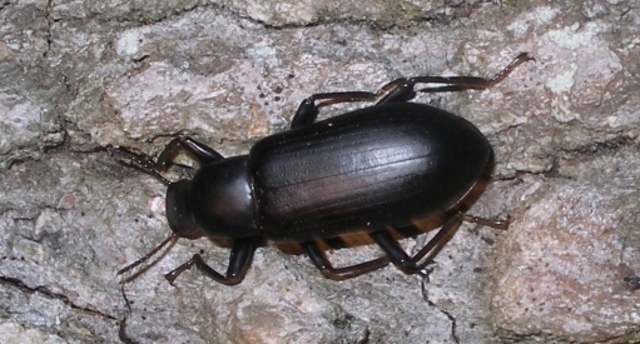 Haileab Becomes A Beetle