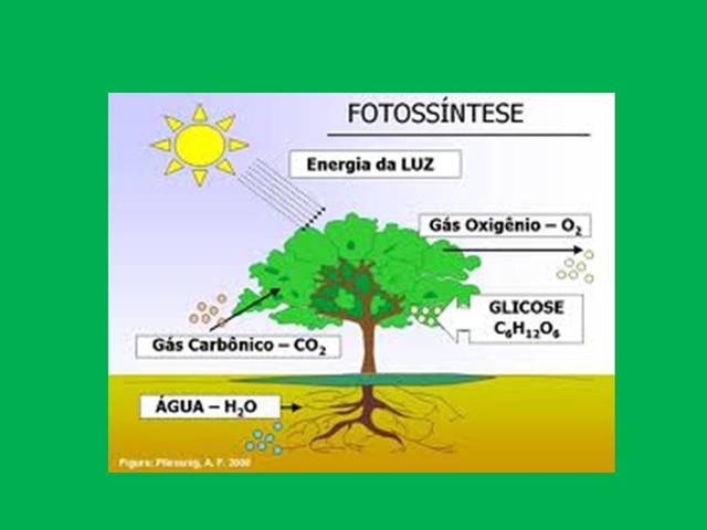 Hipótese  heterotrófica autotrófica