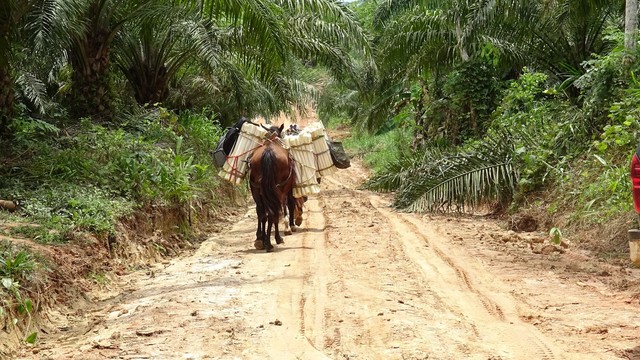 Estado de los caminos (XIII)