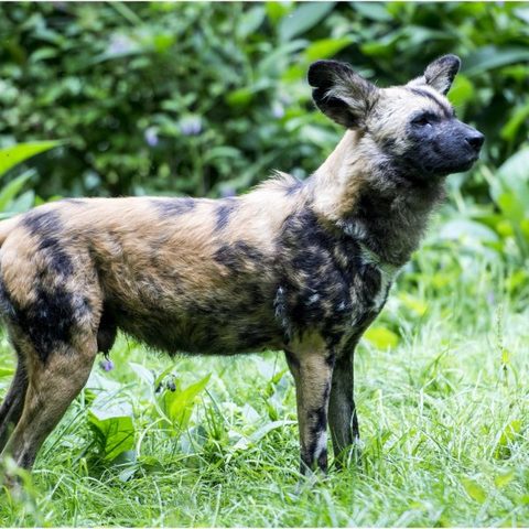 Listed as Vulnerable