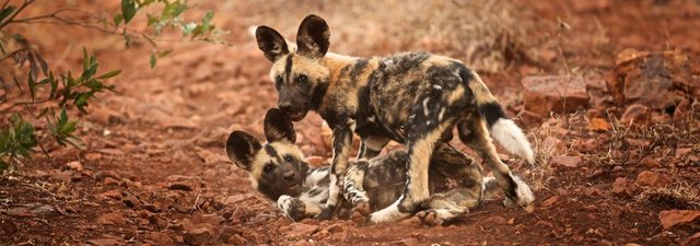 Classified as Endengered