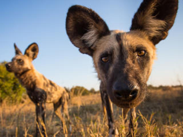 Current Population Size