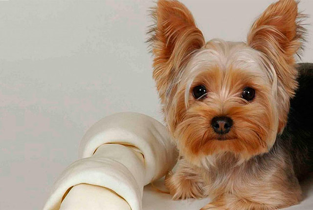 primer perro de trini