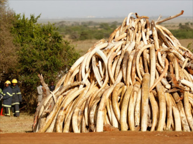 China Biggest Market for Illegal Ivory
