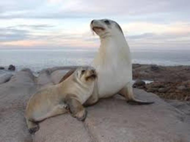 Human Activities Led to Australian Sea Lion