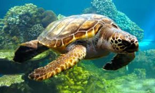 Tortugas