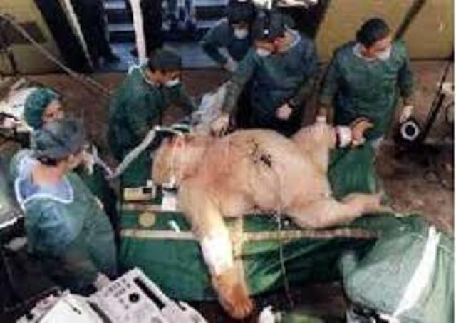 DATA DE LA INTERVENCIÓ QUIRÚRGICA