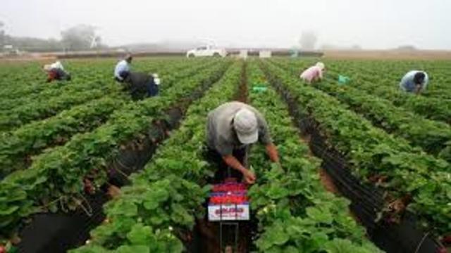 Panchito tiene 12 años y ha empezado a trabajar en el campo