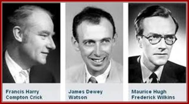 Descubren la estructura molecular de los ácidos nucleicos.