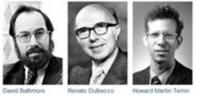 Descubren la interacción entre los virus tumorales y el material genético de la célula.