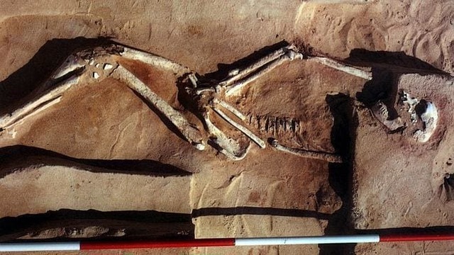 Mungo Man and Mungo Lady