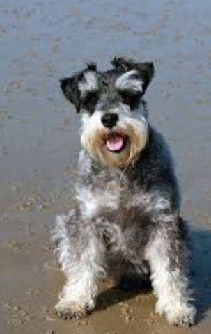 Getting Douglas(My Dog)