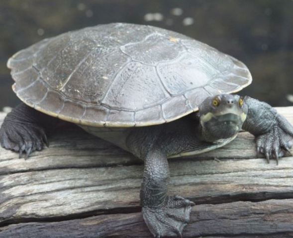 The Buying of my Turtle