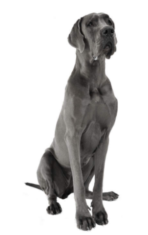 Getting Ruby(My Dog)