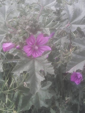 Συλλογή φωτογραφιών μελισσοκομικών  φυτών-collection of plans fotos-