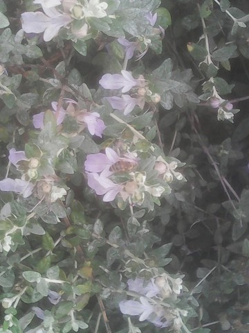 Γνωριμία με τον κόσμο των μελισσών