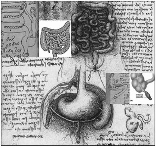 Primea apendicetomía