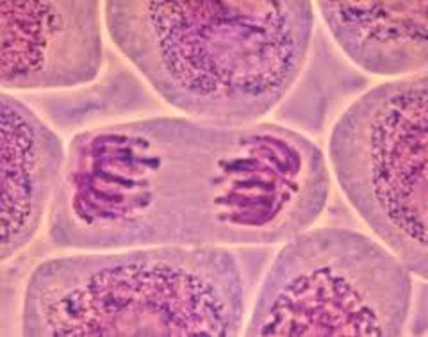 CULTIVO DE CELULAS EN PROBETA