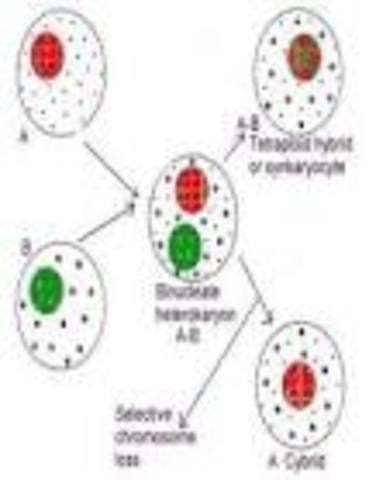 HIBRIDACIÒN CICLOPLASMATICA