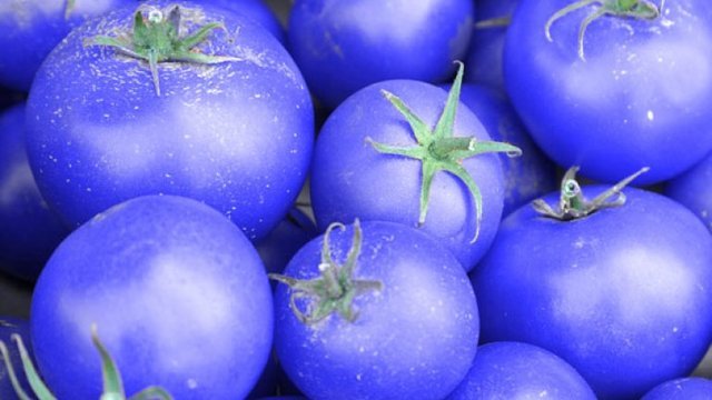 TOMATE TRANSGENICO AZUL