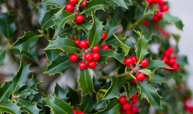 Primer Patógeno Descrito
